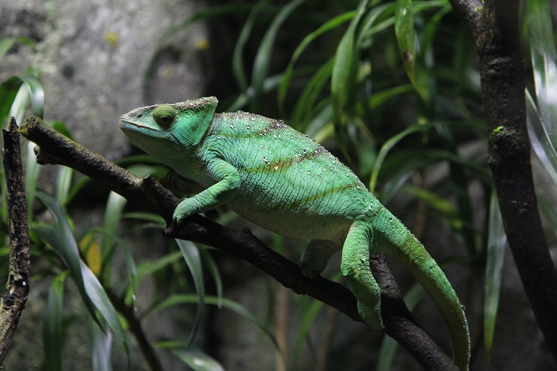 Amazon Rainforest's Unique Reptiles