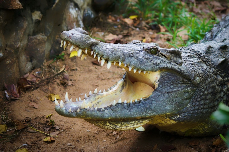 Amazon Rainforest's Unique Reptiles