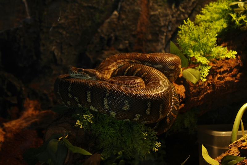 Amazon Rainforest's Unique Reptiles