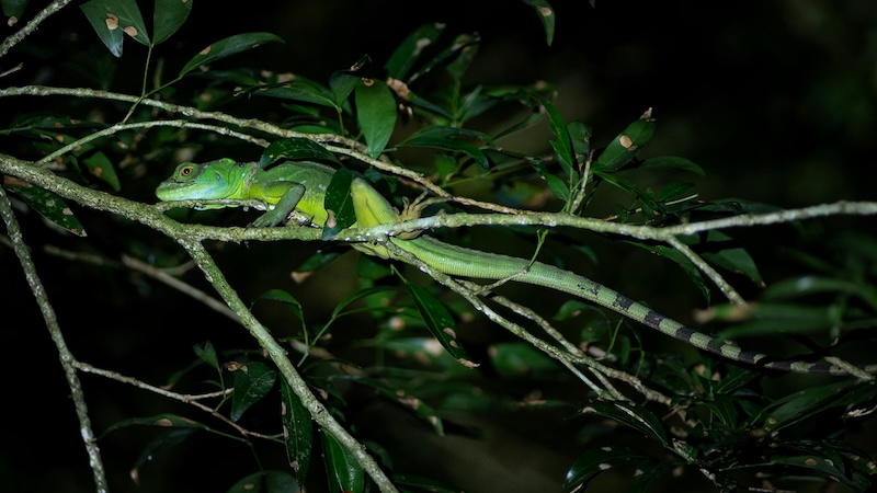 Amazon Rainforest's Unique Reptiles