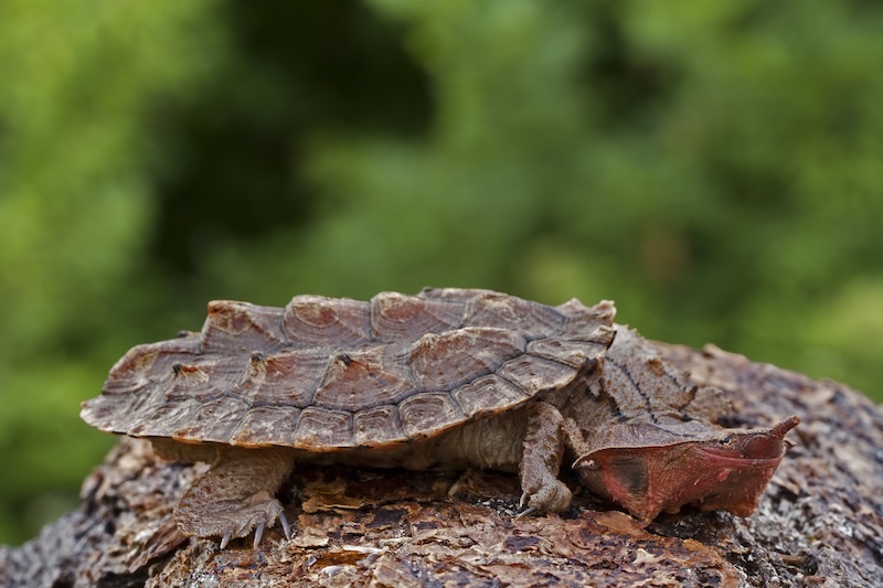 Amazon Rainforest's Unique Reptiles