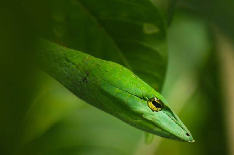 Amazon Rainforest's Unique Reptiles