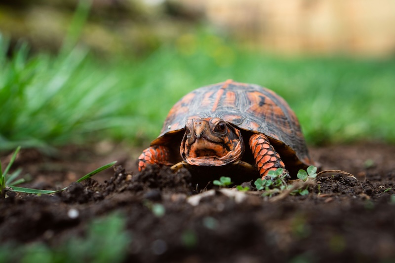 Amazon Rainforest's Unique Reptiles