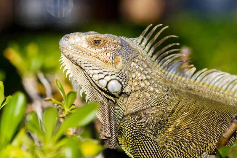 Amazon Rainforest's Unique Reptiles