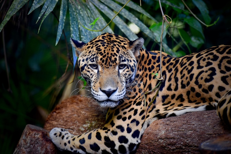 Amazon Jaguar