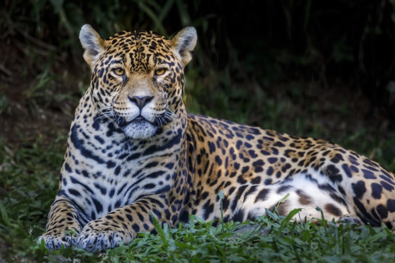 Amazon Jaguar