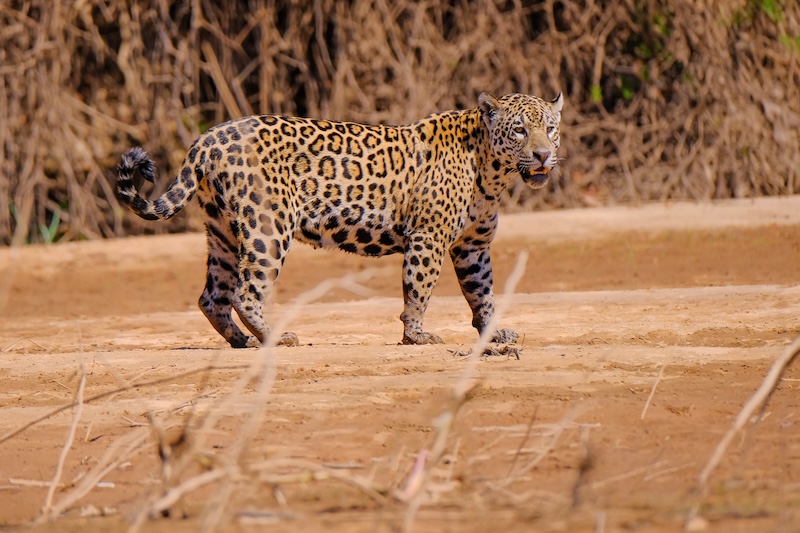 Amazon Jaguar