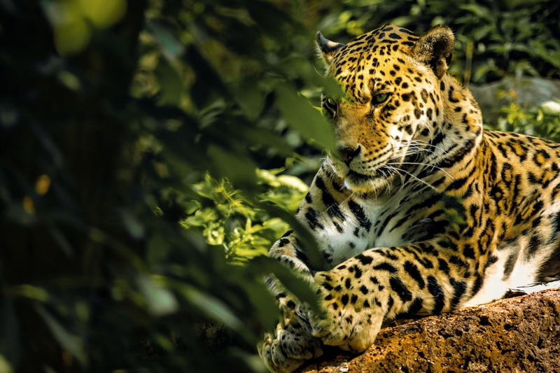 Amazon Jaguar