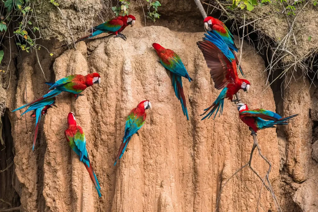 What do Scarlet Macaws Eat?