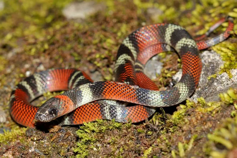 Coral snakes