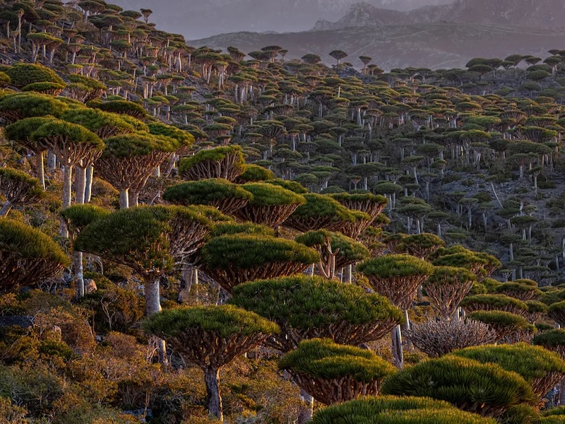 amazon's Dragon Blood Tree