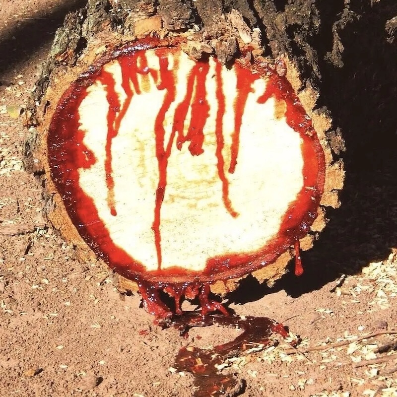 amazon's Dragon Blood Tree