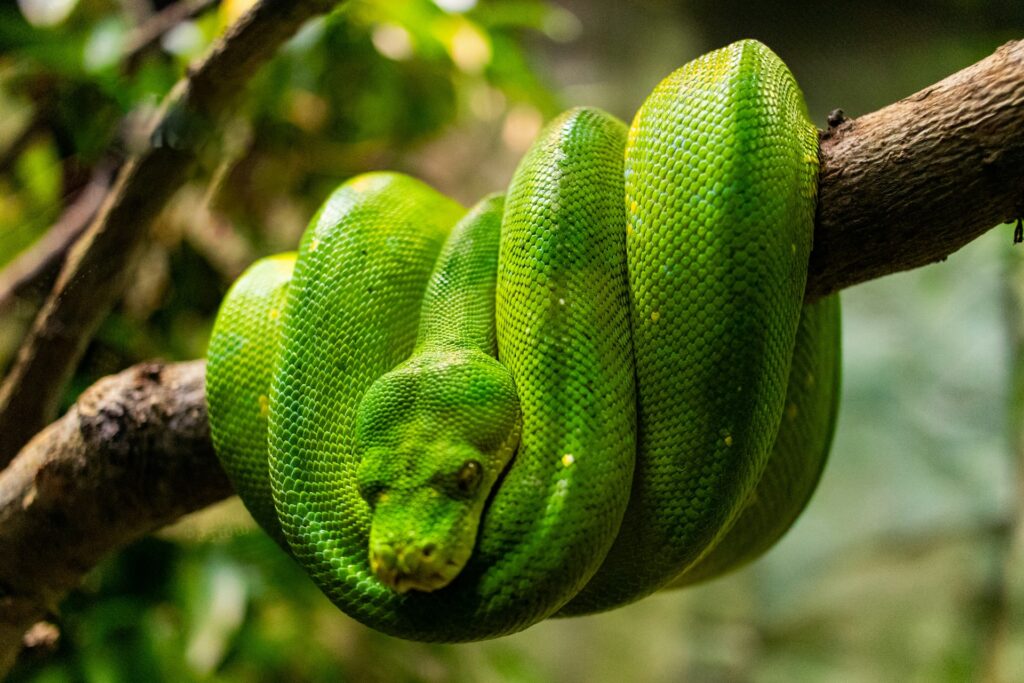 Emerald Tree Boa