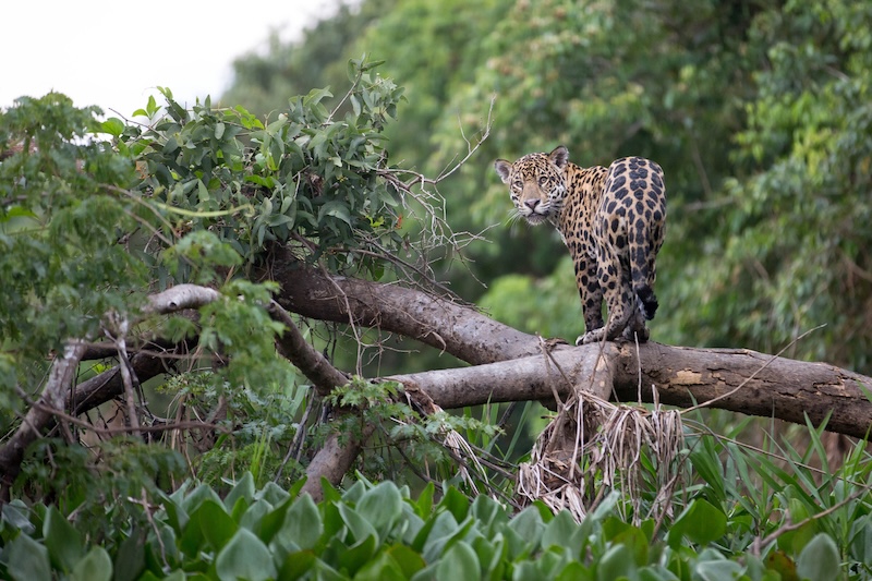 Amazon Jaguar