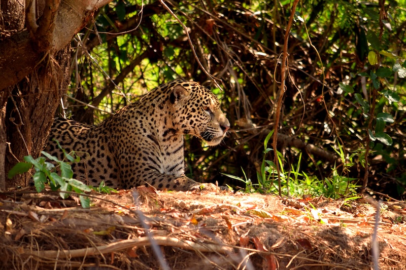 Amazon Jaguar