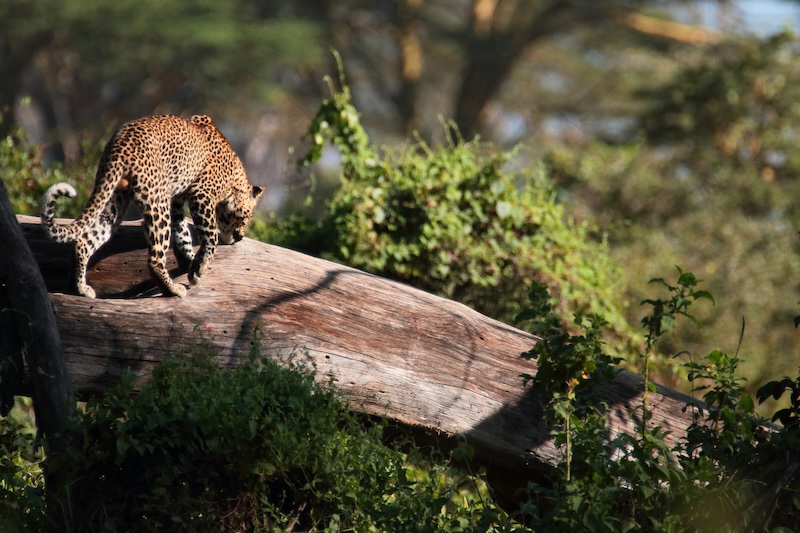 Amazon Jaguar