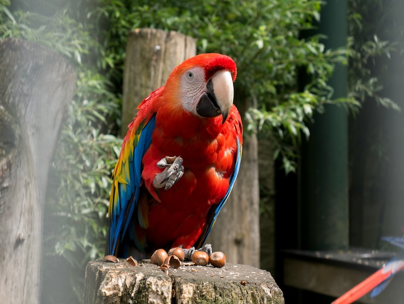 Diverse Types of Macaws