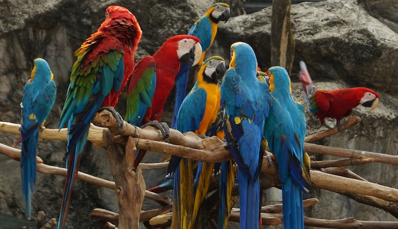 Diverse Types of Macaws