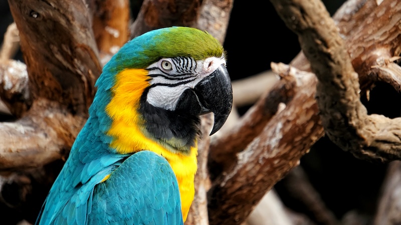 Diverse Types of Macaws