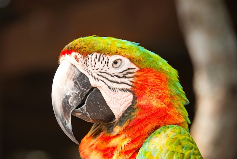 Diverse Types of Macaws