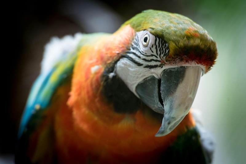 Diverse Types of Macaws