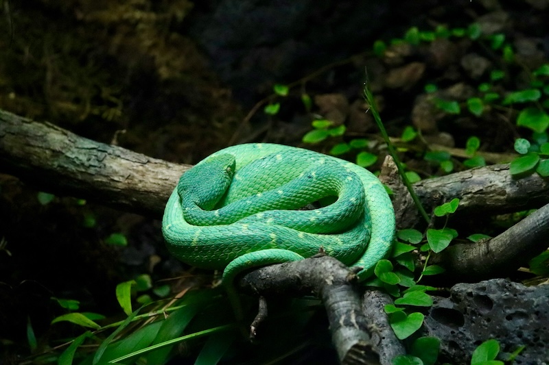 Exploring the Fascinating World of Amazon River Snakes