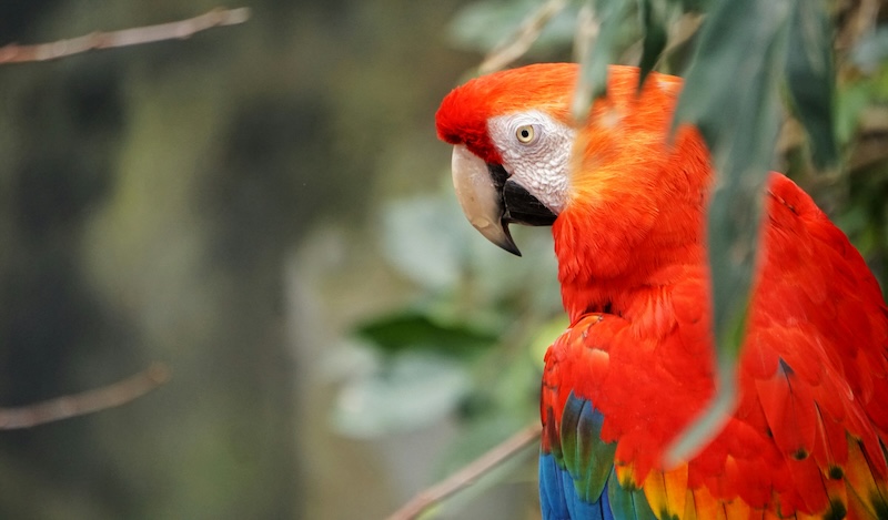 What do Scarlet Macaws Eat?