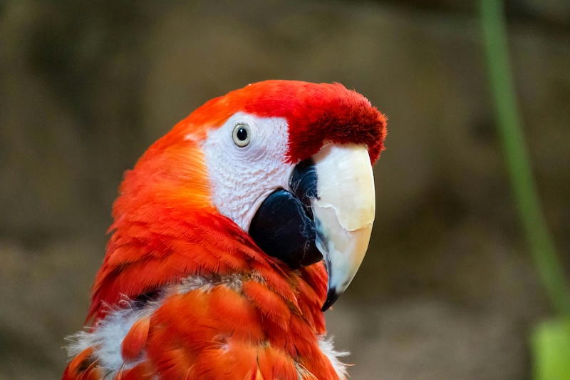 What do Scarlet Macaws Eat?