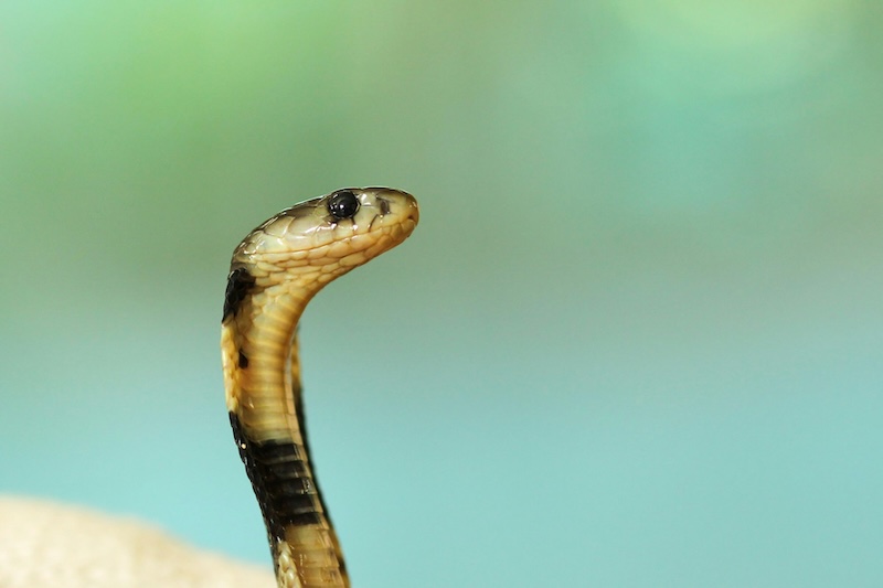 Exploring the Fascinating World of Amazon River Snakes