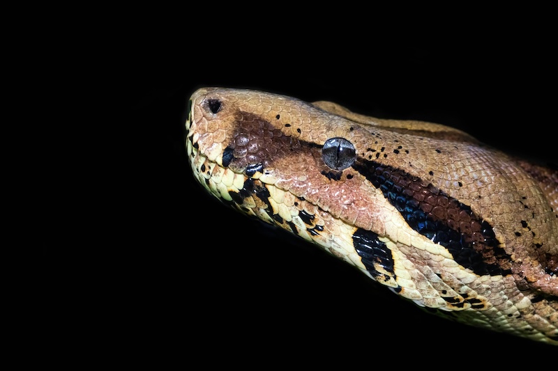 Exploring the Fascinating World of Amazon River Snakes