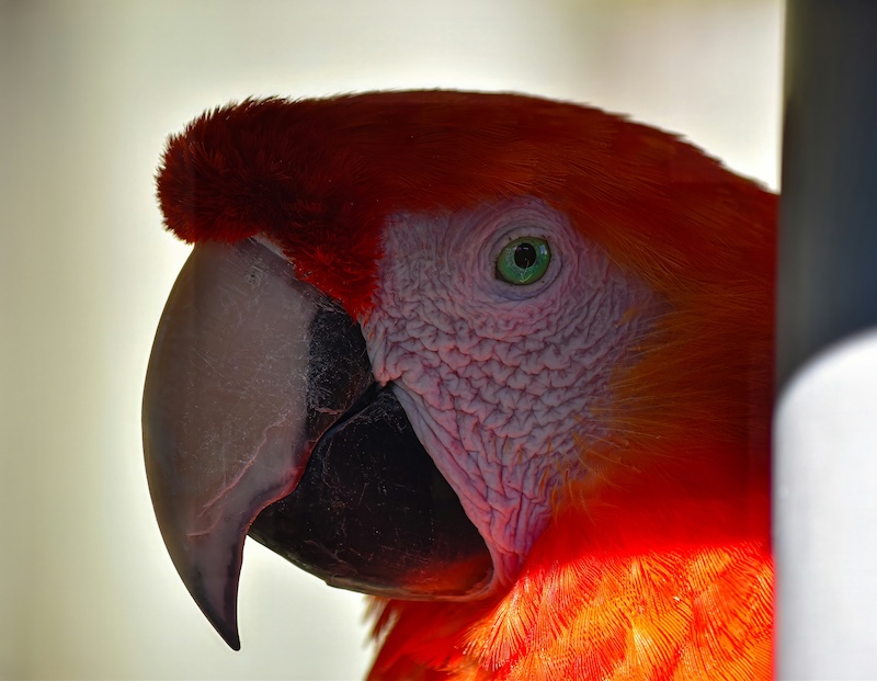 What do Scarlet Macaws Eat?