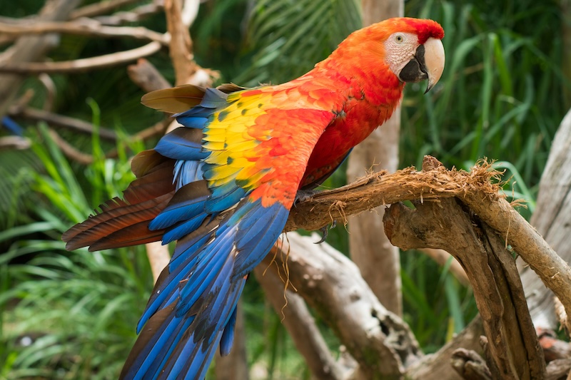 What do Scarlet Macaws Eat?