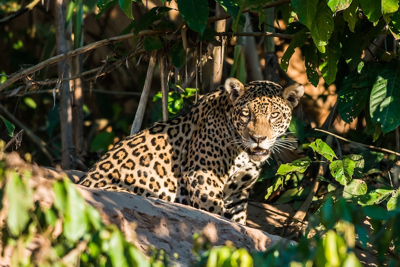 jaguar in the peruvian amazonic jungle at Madre de Dios