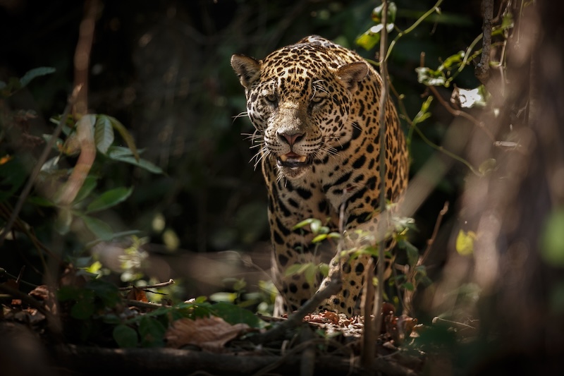 In the heart of the Amazon rainforest, a creature of power and mystery prowls. The jaguar, an apex predator, reigns supreme in this lush, tropical world. The Amazon is a sprawling canvas of biodiversity. It's a place where the jaguar's rosette-patterned coat blends seamlessly into the dappled sunlight of the jungle floor. Yet, spotting a jaguar in the wild is a rare and thrilling event. These elusive cats are masters of stealth, their presence often only hinted at by a flash of movement or a distant call. But the jaguar's story is more than just a tale of stealth and survival. It tells a story about the Amazon and its health. It shows the delicate balance of this special ecosystem. In this article, we delve into the world of the jaguar. We explore its habitat, its role in the ecosystem, and the threats it faces in the ever-changing Amazon rainforest. Join us on this journey. Discover the majesty of the jaguar, and learn how you can contribute to its survival in the Amazon rainforest. The Majesty of the Amazon's Apex Predator Jaguars inspire awe with their strength and grace. As the largest cats in the Americas, they command respect. Their powerful jaws can pierce even the toughest hides. This ability allows them to hunt diverse prey, making them unique among big cats. A Jaguar in the jungle, is a master hunter. Its silent movements and acute senses make it a formidable predator. The Amazon rainforest is their realm. Its dense canopy and shadowed undergrowth provide a perfect hunting ground. Their coats, a beautiful pattern of rosettes, provide the camouflage they need. This helps them blend seamlessly with the jungle's dappled light. Despite their prowess, jaguars are elusive creatures. Their solitary nature makes encounters rare and precious. A jaguar's roar is a sound that echoes through the forest, a reminder of its presence. It is a call of authority in the jungle. For centuries, jaguars have captivated the human imagination. They are symbols of power and mystery, revered in many cultures. Their existence tells a story of survival and adaptation. In the Amazon, they thrive as symbols of natural resilience. The jaguar is not just a predator; it's an integral part of the Amazon's identity. Its presence signifies a healthy ecosystem. Their interactions with other species highlight nature's balance. Jaguars' roles are critical in maintaining this fragile equilibrium. Where jaguars roam, biodiversity flourishes. They are indicators of environmental health, their survival interlinked with the forest's. Preserving their habitat ensures the preservation of countless other species. Jaguars are keystones, their existence vital to the Amazon's future. Jaguars have few enemies. However, the threats they face today are unlike any before, from outside the natural world. Understanding jaguars is key to their conservation. By appreciating their majesty, we pledge to protect their storied legacy. Jaguar: An Icon of the Amazon Jaguars are synonymous with the Amazon's wild beauty. Their presence is as iconic as the rainforest itself. These cats are integral to the Amazon's mythos, inspiring tales and art across the region. They feature prominently in indigenous lore, symbolizing power and prowess. Their solitary nature adds to their mystique. Encountering a jaguar in its natural habitat is a rare and remarkable experience. Jaguars are legendary swimmers, a trait unique among big cats. They move with ease through the Amazon's intricate waterways. Their hunting prowess is unparalleled. With a diet of over 85 species, they remain formidable predators in diverse terrains. This adaptability allows them to thrive in varying habitats across the rainforest. Wherever they roam, they leave a lasting impression of strength. Their rosette-patterned coats are more than mere beauty. They serve as effective camouflage within the jungle's spotted shadows. These magnificent creatures embody the spirit of the jungle. Every sighting is a testament to nature's artistry and balance. Jaguars continue to command respect and fascination. Their presence endures as a vibrant representation of the Amazon's wilderness. In the heart of the jungle, jaguars are more than animals. They are legends, forever part of the Amazon's living tapestry. The Jaguar's Role in the Ecosystem Jaguars sit atop the Amazon's food chain, their role pivotal in the ecosystem. As apex predators, they maintain balance by controlling prey populations. Their presence affects the distribution and behavior of other species. This influence cascades through the jungle, promoting biodiversity. Jaguars help regulate populations of herbivores and smaller carnivores. This keeps the ecosystem in check, preventing overgrazing. Their prey includes peccaries, capybaras, and even caimans. Such a varied diet underscores their adaptability and importance. By preying on diverse species, jaguars contribute to natural selection. They ensure that only the fittest survive in their lush environment. Their hunting activities promote forest regeneration. By controlling herbivore numbers, they aid in plant growth and seed dispersal. Jaguars' territories are vast, requiring healthy expanses of forest. They roam over large areas, promoting ecological diversity. Their solitary behavior influences their environmental impact. Alone, they cover wide ranges, interacting uniquely with their surroundings. Every jaguar sighting is proof of a thriving ecosystem. Their survival is intertwined with the health of the Amazon rainforest. Conservation efforts not only benefit jaguars but also the myriad species sharing their habitat. Jaguars are integral to maintaining the Amazon's natural harmony. Protecting jaguars safeguards the delicate balance of the Amazon. As we strive for preservation, their continued presence is our greatest reward. Amazon Jaguar Habitats The jaguar's domain within the Amazon is diverse and expansive. It extends across dense forests, open grasslands, and waterways. These habitats provide everything a jaguar needs. They offer abundant prey, shelter, and seclusion for these solitary hunters. Jaguars thrive in the Amazon due to its rich biodiversity. The vast jungle supports countless species, ensuring ample food supply. Each jaguar requires a large territory, often spanning several square miles. This need for space underscores their role as apex predators. Within their territories, jaguars establish hunting grounds and resting sites. These areas are carefully chosen to optimize access to resources. The rainforest's layered ecosystem supports jaguar survival. From high canopy to understory, each level plays a part. In this complex environment, jaguars utilize their remarkable adaptability. They adjust to varying conditions, demonstrating their resilience. Jaguars prefer regions with dense foliage for camouflage. This cover aids in stalking prey, making them effective nocturnal hunters. Their range includes regions prone to flooding, showcasing their impressive swimming ability. Water is not a barrier but a pathway. Rivers and streams form part of their natural habitat, offering routes for exploration. These waterways connect different parts of their territory. The Amazon's seasonal changes influence jaguar movements. They adapt to rising and falling water levels, modifying their travel routes. The presence of jaguars indicates a thriving environment. Their habitats are healthy ecosystems, crucial for biodiversity conservation. To protect these habitats is to protect a vast tapestry of life. Every effort ensures the Amazon remains a haven for its iconic big cats. The Amazon Rainforest: A Vast and Vital Home The Amazon rainforest spans over 7 million square kilometers. This vast expanse is the primary home for jaguars in the Americas. Its immense canopy shelters countless organisms. This vibrant ecosystem is crucial for the jaguar's survival and prosperity. Brazil harbors the majority of the Amazon. However, this lush forest stretches across eight other countries, shaping their landscapes. Its intricate habitats range from dense forests to open spaces. Each offers unique opportunities and challenges for the jaguar. The rainforest's incredible biodiversity sustains jaguars. In this dense jungle, they find prey, mates, and security. Jaguars flourish amidst the jungle's chaotic beauty. Their presence stands as a testament to the Amazon's enduring vitality. The Amazon offers jaguars the solitude they require. This environment enables them to maintain their solitary lifestyles. Safeguarding the Amazon ensures future generations of jaguars thrive. Protecting this habitat is essential for their continued existence. Rivers and Waterways: The Jaguar's Aquatic Territory Jaguars have adapted to the Amazon's waterways with finesse. They navigate rivers and streams skillfully, opening new hunting grounds. These aquatic territories are more than just water. They provide corridors for travel and rich hunting environments. Jaguars' powerful swimming abilities set them apart. They hunt aquatic prey like fish and caimans, utilizing their unique skills. Riparian zones are crucial for jaguar survival. These areas offer dense cover and abundant food sources along riverbanks. The Amazon's riverine landscapes demonstrate the jaguar's adaptability. Preserving these waterways ensures jaguars remain formidable predators. Threats to the Jaguar's Survival Despite their adaptability, jaguars face severe threats. Human activities continue to endanger their future in the Amazon. Deforestation is the most pressing threat. The relentless clearance of forests for agriculture and logging destroys vital habitats. As trees fall, jaguars lose their homes and hunting grounds. This habitat loss leads to a decline in jaguar populations. Human encroachment increases human-jaguar conflicts. As communities move closer, tensions rise over resources and safety. These conflicts often result in retaliatory killings of jaguars. For local communities, jaguars become perceived threats to livelihoods. Beyond direct conflict, illegal poaching remains a concern. Jaguars are hunted for their pelts and body parts, despite protection laws. Market demand for traditional medicine also endangers them. Some cultures still seek jaguar parts for purported healing properties. Compounding these dangers is climate change. As temperatures rise, the Amazon's ecosystem faces unpredictable alterations. Water levels shift, and prey availability changes. Jaguars must quickly adapt or risk further endangerment. The situation is dire; jaguars' "near threatened" status highlights the urgency. Without action, these majestic felines may vanish from the Amazon. However, conservation efforts offer hope. Across the Amazon, initiatives work tirelessly to protect jaguars and their habitats. Collaborations between governments and NGOs aim to secure their future. They focus on habitat preservation and community education. Protecting jaguars ensures the longevity of the Amazon's intricate ecosystem. By saving the jaguar, we safeguard countless other species. Deforestation and Human Encroachment Deforestation fragments the Amazon, isolating jaguar populations. This leads to inbreeding and reduced genetic diversity. Cleared lands become agricultural plots, diminishing natural prey numbers. Jaguars venture closer to human settlements, seeking food. In these encounters, jaguars often suffer. Farmers defend livestock, viewing jaguars as threats rather than vital predators. Human expansion also disrupts jaguar travel routes. Roads and infrastructure projects divide habitats, creating barriers. To combat these issues, sustainable land use is crucial. Protecting existing forests helps preserve jaguar territories and biodiversity. The Importance of Conservation Efforts Conservation efforts play a key role in jaguar survival. They focus on protecting habitats and reducing human-wildlife conflict. Anti-poaching patrols are vital. They help prevent illegal hunting and protect jaguar populations from further decline. Education and outreach programs raise awareness. They teach communities about the ecological importance of jaguars. Collaborative projects engage local people in conservation. By involving residents, these initiatives foster long-term dedication to wildlife protection. Creating protected areas helps shield jaguars from habitat destruction. These regions serve as safe havens for diverse Amazonian life. Technologies like camera traps and GPS collars aid researchers. They monitor jaguar movements, providing data for conservation planning. Financial incentives from eco-tourism support these efforts. Tourists contribute to local economies, promoting jaguar-friendly activities. Ultimately, conservation is a collective responsibility. Every action taken helps ensure jaguars continue to roam the Amazon's depths. Eco-Tourism: Encountering Jaguars Responsibly Eco-tourism offers a unique opportunity to witness the Amazon's incredible wildlife, including jaguars. This approach emphasizes minimal impact on the environment. By following sustainable practices, travelers can help protect the rainforest while enjoying its splendors. Tour operators play a critical role in promoting eco-friendly tourism. They guide visitors through the jungle, ensuring respectful interactions with nature. Tours often employ local guides who provide valuable insights. Their knowledge enriches the experience and supports the community. Jaguars, being elusive and mainly nocturnal, require patience to spot. Experienced guides help maximize your chances of sightings. They use tools like camera traps and strategically planned routes. These technologies enhance the eco-tourism experience. Eco-tourism contributes economically to conservation areas. Funds generated from tourism support ongoing protection efforts. This financial backing helps maintain habitats and preserve jaguar populations. Travelers are encouraged to choose eco-certified accommodations. These lodges adhere to sustainable practices, such as waste reduction and energy efficiency. Staying at such places ensures minimal impact on the fragile ecosystem. Responsible tourists follow guidelines to minimize disturbance. This involves maintaining a safe distance from wildlife and staying on designated paths. Such practices ensure the safety of both the animals and visitors. Efforts extend beyond the jaguar. Eco-tourism promotes broad conservation efforts. It emphasizes the importance of preserving the Amazon's biodiverse environment for future generations. By embracing these principles, travelers can enjoy memorable experiences. They also contribute to the protection of the rainforest's rich biodiversity. This symbiotic relationship benefits both the visitors and the vibrant jungle ecosystem. Best Practices for Wildlife Spotting Witnessing a jaguar in its natural habitat is an exhilarating experience. To maximize your chances, follow some key practices. First, venture out at dawn or dusk. Jaguars are most active during these times, increasing sighting opportunities. Silence is golden. Noise can scare away potential wildlife. By keeping quiet, you respect the animals' space. Also, avoid sudden movements. Sudden actions can startle wildlife, reducing the chance of a peaceful encounter. Using guides enhances your experience. Their expertise in tracking and behavior improves spotting odds. Following these simple yet crucial practices makes your jaguar expedition more successful. It ensures a respectful and rewarding jungle experience. Supporting Sustainable Travel Supporting sustainable travel requires conscious decisions. Choose tours and accommodations that prioritize eco-friendly practices. This ensures your visit aids conservation, not degradation. Look for certifications. These indicators confirm that the businesses adhere to sustainability standards. Your choice strengthens the market for responsible tourism. Moreover, embrace local experiences. Engaging with indigenous communities offers cultural insights and mutual benefits. Pack eco-friendly gear. Avoid single-use plastics, and bring reusable items. Responsible travel minimizes waste and supports the environment. Respect wildlife in all interactions. Keep a safe distance to avoid disturbing their natural behaviors. Sustainable travel contributes to local economies. It provides jobs, improves livelihoods, and promotes community development. By supporting these initiatives, you help create incentives for conservation. This partnership between travelers and locals is integral to preserving the Amazon. Ultimately, sustainable travel is about balance. It's about enjoying unique experiences while ensuring minimal impact. Your visit can serve as a catalyst for positive environmental change. Through mindful practices, we can protect the rainforest's beauty for future generations. Cultural Significance of Jaguars in the Amazon Jaguars hold a revered place in Amazonian culture. Their presence echoes deeply in the traditions of local tribes. For centuries, these big cats have symbolized power and stealth. In the mythology of indigenous communities, jaguars appear as spiritual guides. They are often seen as protectors in the jungle. This majestic creature's prowess and beauty have inspired countless stories and artworks. Artwork depicts jaguars with vivid colors and symbolism. Indigenous craftsmen create intricate pieces celebrating these creatures. These artistic expressions serve as a testament to jaguars' profound influence. Even today, jaguars remain a central figure in Amazonian cultures. Their cultural significance emphasizes the deep connection between humans and nature. This relationship serves as a reminder of the importance of protecting the rainforest. By understanding cultural ties, we can gain a deeper appreciation of the jaguar. It encourages respect for these animals and their habitat. The recognition of such cultural significance enriches the ecotourism experience. Jaguars in Indigenous Mythology and Art Jaguars are icons in indigenous mythology. Stories convey their strength and wisdom. These tales often personify jaguars as teachers or spirits. Jaguars are revered in ceremonial rituals and spiritual practices. Artistic depictions of jaguars are prevalent across the Amazon. Artists use various materials from wood to clay. These creations highlight the intricate details and mystical aura of the jaguar. These cultural works convey the animal's significance in everyday life. They serve as educational tools, passing knowledge through generations. Through art and myth, jaguars continue to captivate both locals and visitors alike. The Jaguar's Influence on Amazonian Culture Jaguars shape Amazonian beliefs and traditions. They symbolize harmony between life and nature. This connection inspires conservation efforts to preserve the rainforest's legacy. When and Where to Spot Jaguars in the Amazon Spotting a jaguar in the Amazon is a rare and treasured experience. These elusive cats blend with the dense jungle, making them hard to find. However, with patience and knowledge of the right spots, a sighting can happen. The Amazon spans nine countries, each offering unique wildlife experiences. Brazil, in particular, holds vast tracts of jaguar territory. The Pantanal region is known for its jaguar population, although technically a wetlands biome. Jaguars prefer secluded areas near water sources like rivers. These locales provide both hunting grounds and refreshment. The Amazon's intricate river network thus serves as an ideal spotting region. Throughout the year, wildlife enthusiasts can seek out this apex predator. Seasonal changes, however, affect visibility and accessibility. Therefore, timing your trip strategically is crucial for success. Equipped with suitable knowledge and local expertise, jaguar enthusiasts have increased chances of success. Correct timing and location ensure the greatest possibility for sightings. The Dry Season: Prime Time for Sightings The Amazon's dry season is the most favorable for jaguar spotting. During this period, water levels recede, concentrating prey around smaller water sources. Jaguars, in turn, frequent these locations, increasing visibility prospects. The dry season spans from July to October in most regions. Reduced foliage density offers clearer sight lines. Cool, crisp mornings or late afternoons are optimal as jaguars are most active. The reduced rainfall also improves access to deeper jungle paths. This makes it easier for visitors to explore known jaguar habitats. Planning your visit during these months can significantly enhance your wildlife experience. Participating in guided tours, led by experienced trackers, can heighten your chance of success. These experts interpret animal tracks and read the jungle's subtle signs. Tours and Techniques for Jaguar Tracking Jaguar tracking tours provide structured opportunities to observe these animals. Guided expeditions range from motorized river safaris to foot treks. Each offers unique advantages for potential sightings and learning experiences. Camera traps are often employed on these tours. They provide remote monitoring capabilities, capturing jaguars unnoticed. Some tours incorporate the review of this footage, offering glimpses into the nocturnal lives of jaguars. Sound monitoring is another advanced technique. Guides use specialized equipment to detect jaguar vocalizations. The deep growl of a jaguar can signal its proximity long before it's sighted. Indigenous guides add an invaluable perspective to these tours. Their traditional knowledge enhances the tracking process. Their understanding of the ecosystem and jaguar behavior is unparalleled. Observing jaguar habitats helps in understanding these magnificent creatures. Whether by boat or on foot, tours provide enrichment about the jungle. Adequate preparation and respect for local customs are key. The goal is to view jaguars without disturbing them. This ensures responsible tourism, benefiting both wildlife and local communities. Combining expertise and technology maximizes success while respecting nature. Conclusion: The Future of Jaguars in the Amazon The jaguar's future in the Amazon relies on conservation and awareness. Protecting their habitat is vital for maintaining biodiversity. Collective actions can ensure these majestic predators continue to thrive. Efforts to safeguard the Amazon need international cooperation. Stricter anti-poaching laws and sustainable practices are crucial. Engaging local communities further strengthens these initiatives. Education plays a pivotal role in conservation. Raising awareness about the jaguar's ecological importance fosters appreciation. Continued research and monitoring are necessary for informed conservation strategies. Your actions can support jaguar preservation and habitat protection. Sustainable travel choices and supporting conservation groups make a difference. Each effort counts towards securing a healthier Amazon ecosystem. The Ongoing Efforts for Jaguar Preservation Conservation groups focus on anti-poaching and habitat restoration. Creating protected areas ensures jaguars have safe territories. These efforts require collaboration among governments, NGOs, and locals. Educational programs in local communities raise awareness. They emphasize the jaguar's role in the ecosystem. Understanding and appreciation motivate local involvement in conservation. Advancements in technology aid preservation activities. Camera traps and satellite tracking monitor jaguar populations. These tools help guide effective conservation decisions. How You Can Help Protect the Amazon's Wildlife Support organizations dedicated to Amazon conservation. Donations and volunteering amplify their impact. Staying informed about environmental policies drives positive changes. Choose eco-friendly travel options when visiting the Amazon. Respect wildlife by maintaining safe distances. This responsible behavior preserves natural habitats for future generations. Advocate for policies that prioritize rainforests. Encourage sustainable practices and oppose deforestation. Your voice influences decision-makers and promotes preservation efforts.