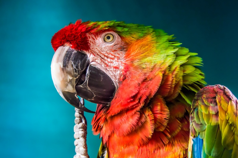 Diverse Types of Macaws