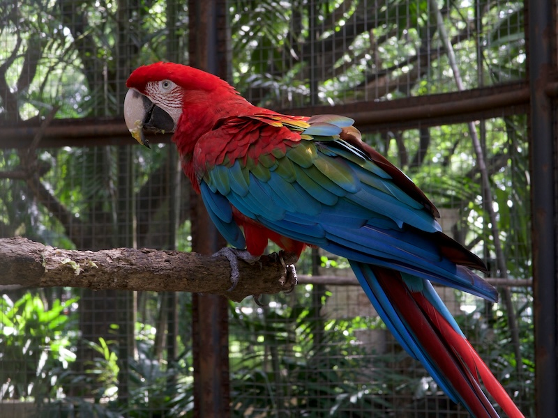 What do Scarlet Macaws Eat?