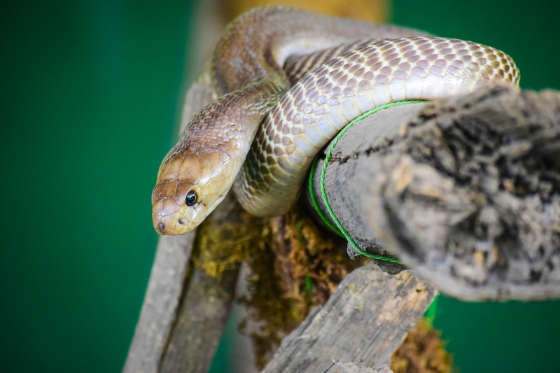 Exploring the Fascinating World of Amazon River Snakes