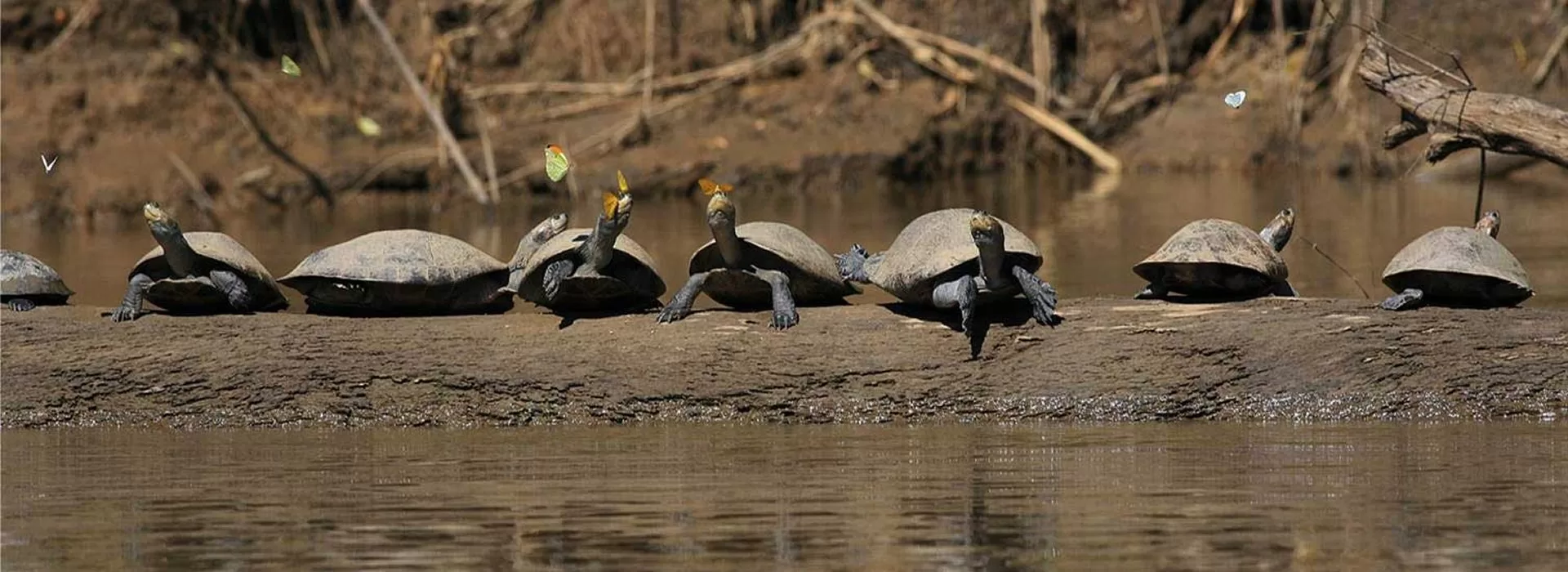 Bio Manu Expeditions