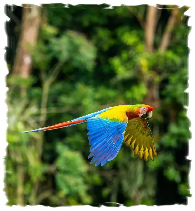 Bio Manu Expeditions