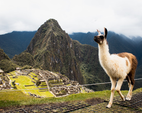 Machu Picchu 1 Day - Manu 4 Days