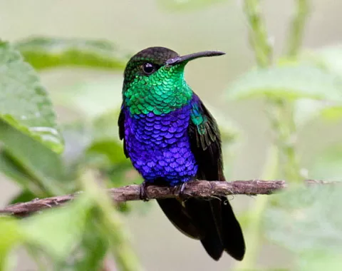 Manu Rainforest Tour - Manu Expedition