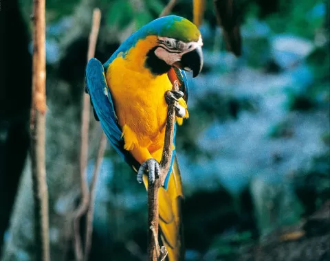 Manu Amazon Tours - Manu Peru