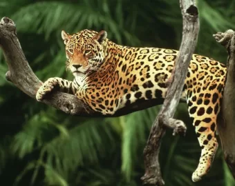 Manu National Park from Cusco - Manu Amazon Peru