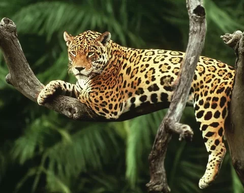 Manu National Park from Cusco - Manu Amazon Peru