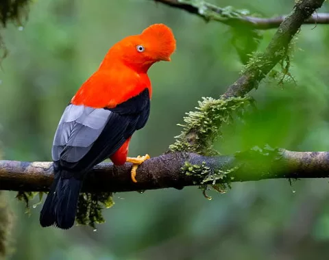 Manu Jungle Tours 3 days