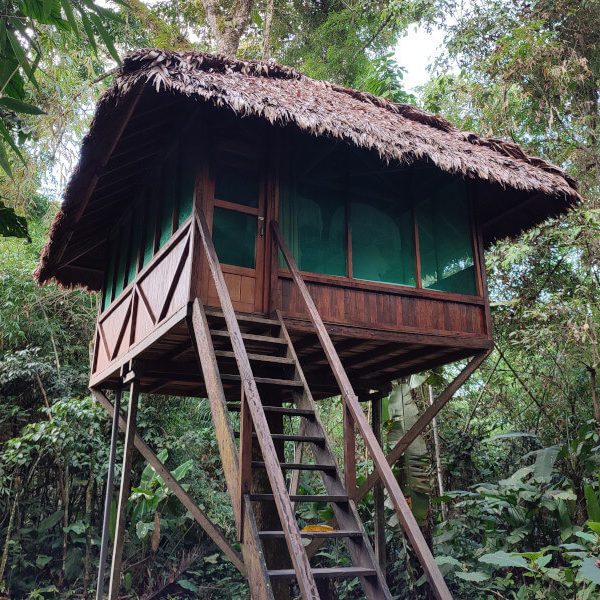Tree House Manu