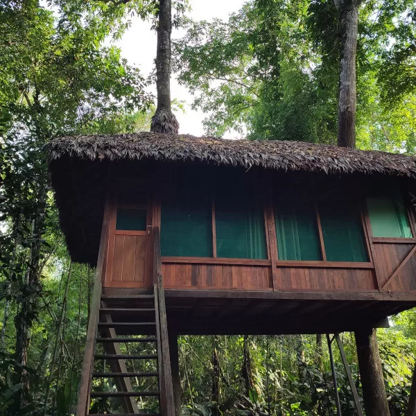 Tree House Manu