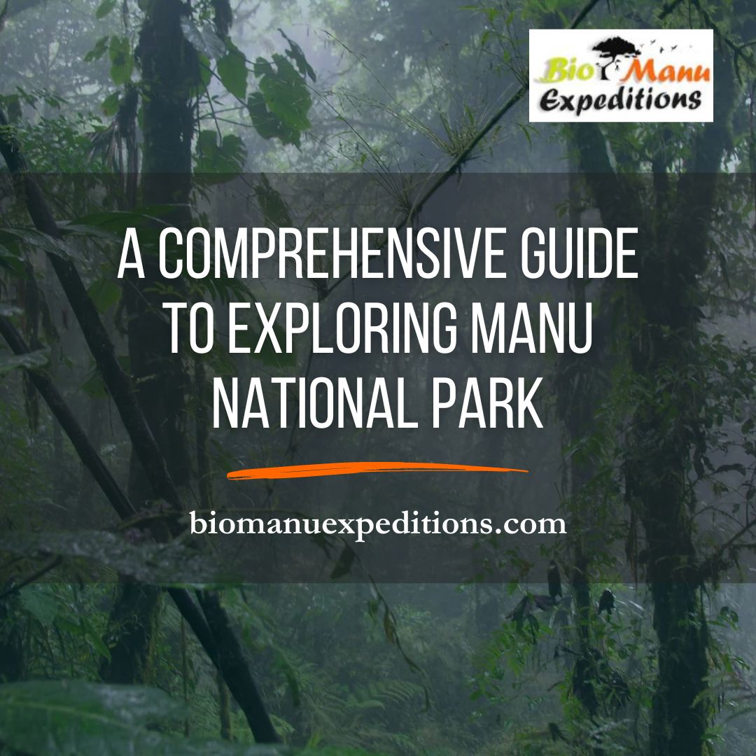 A Comprehensive Guide to Exploring Manu National Park