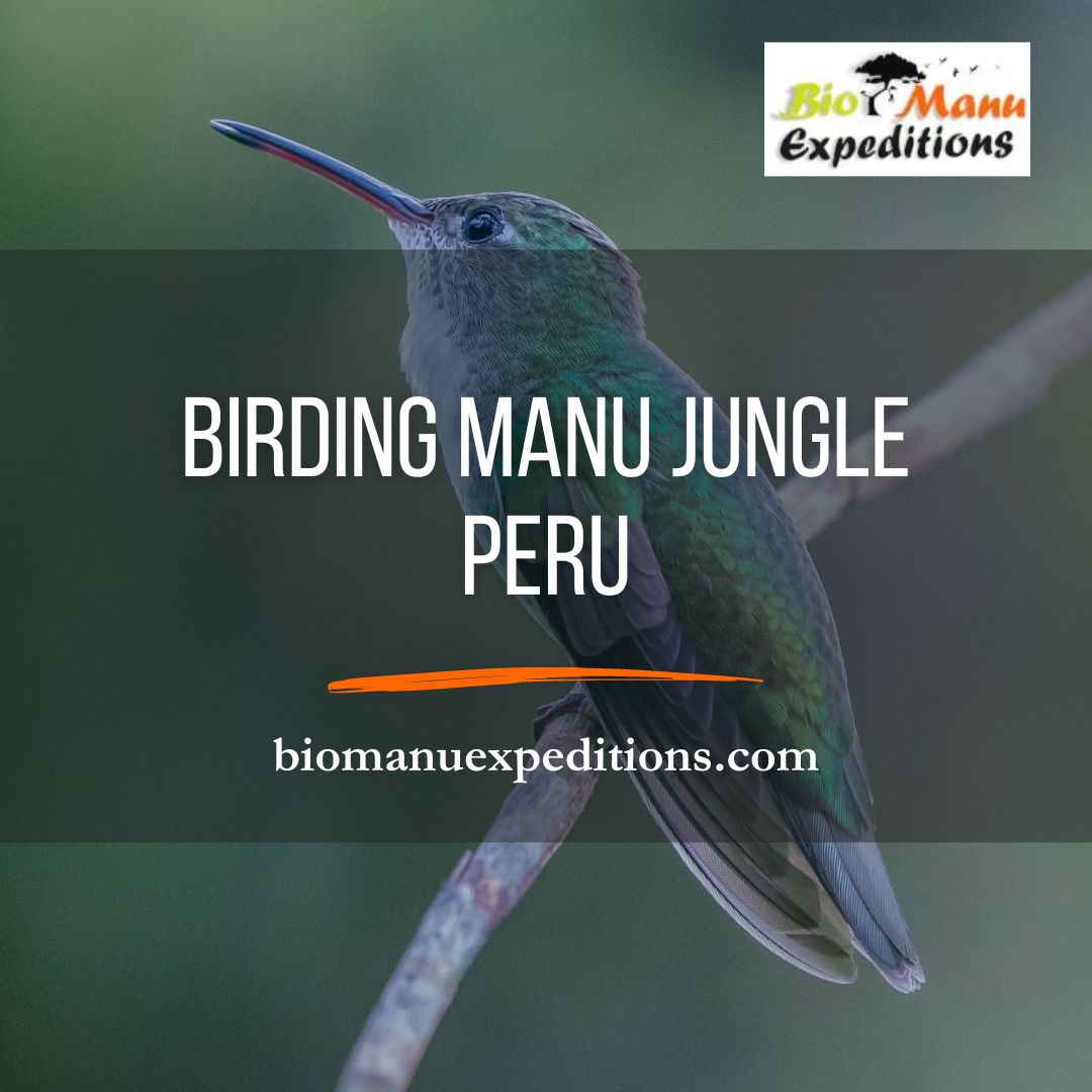 Birding Manu Jungle Peru