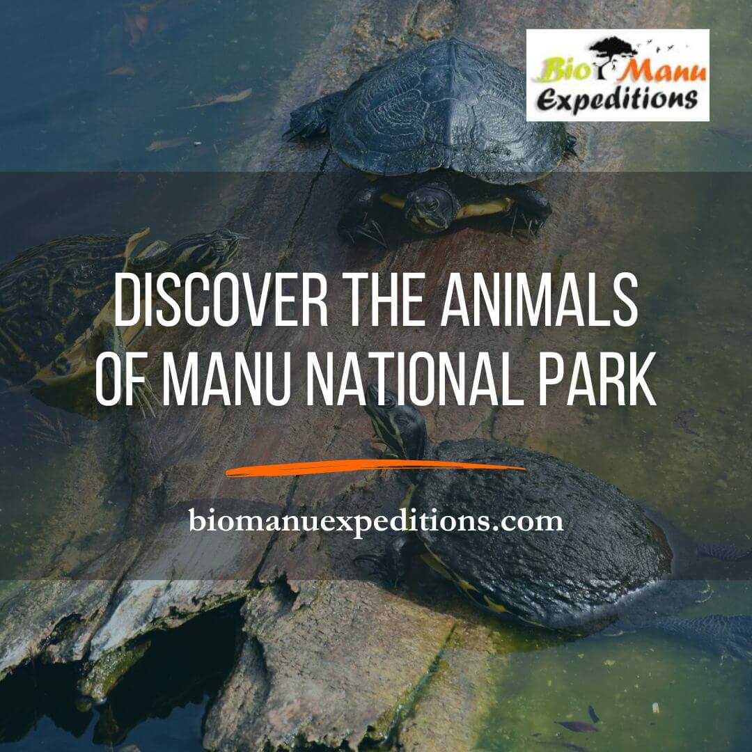 Discover the animals of Manu National Park